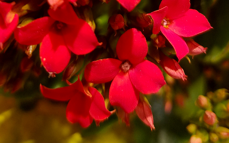 Flower of the&nbsp;Day-Crimson