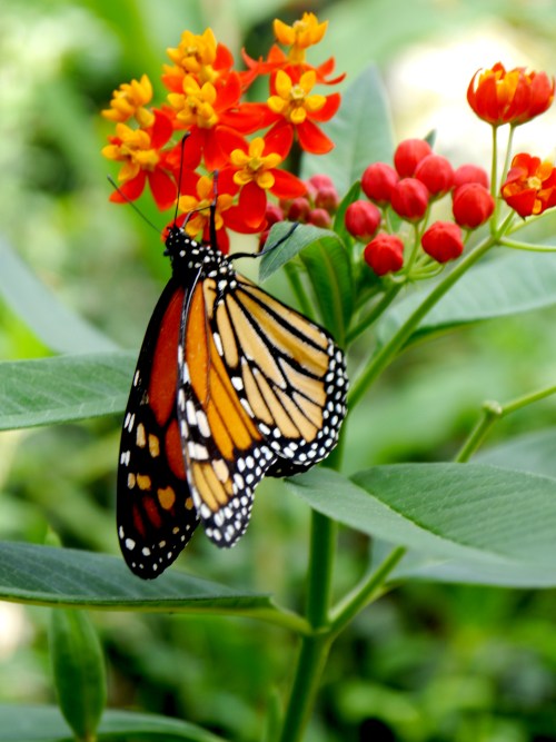 redorange2016-09-16_10-04-22