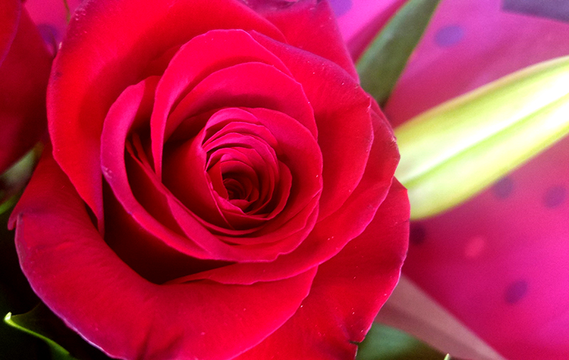 Flower of the Day – January 31, 2017 – Red&nbsp;Rose