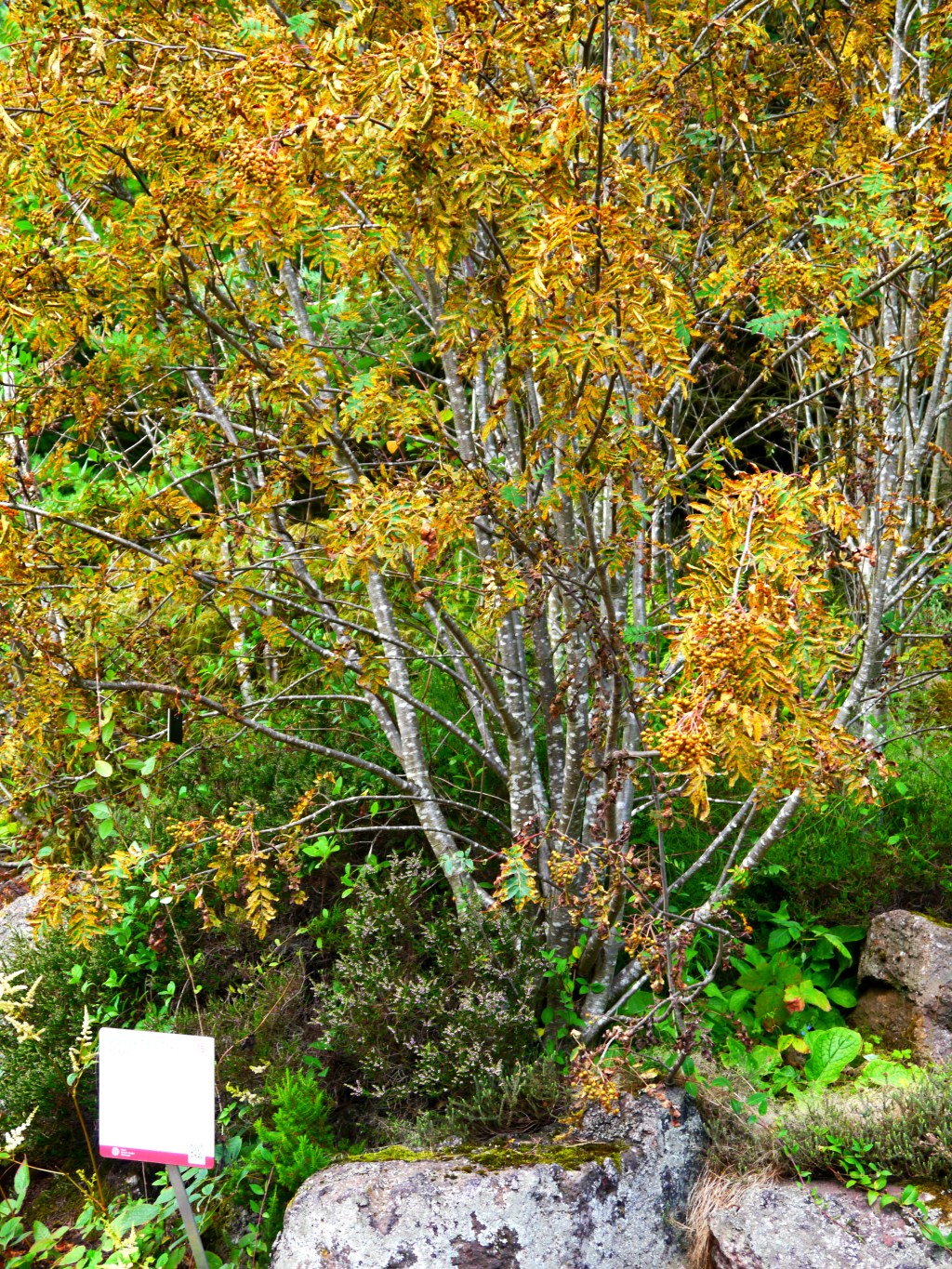 The Mythological Rowan&nbsp;Tree