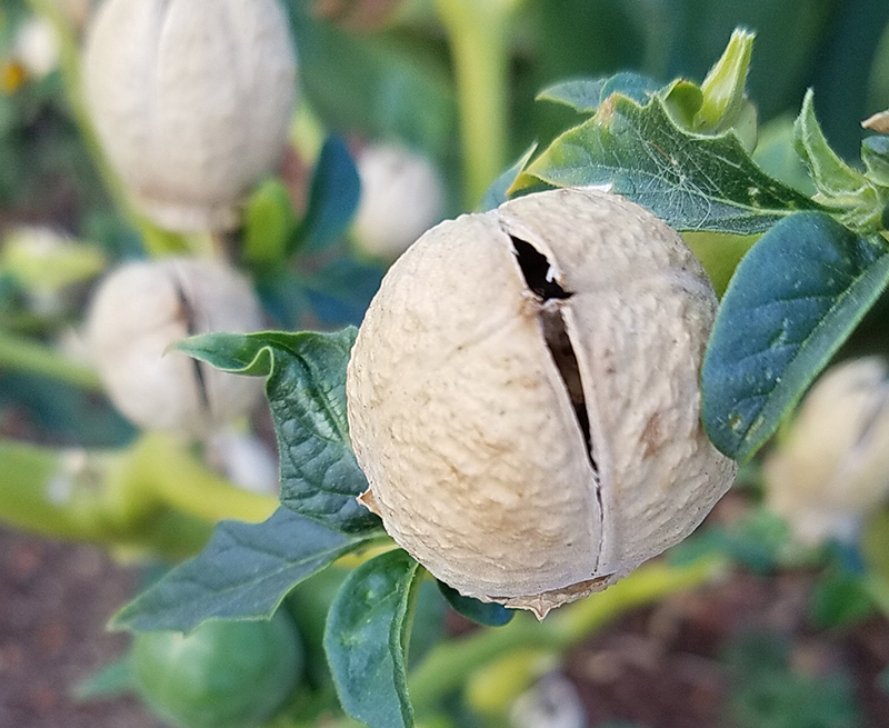 seedpod20161105_084131
