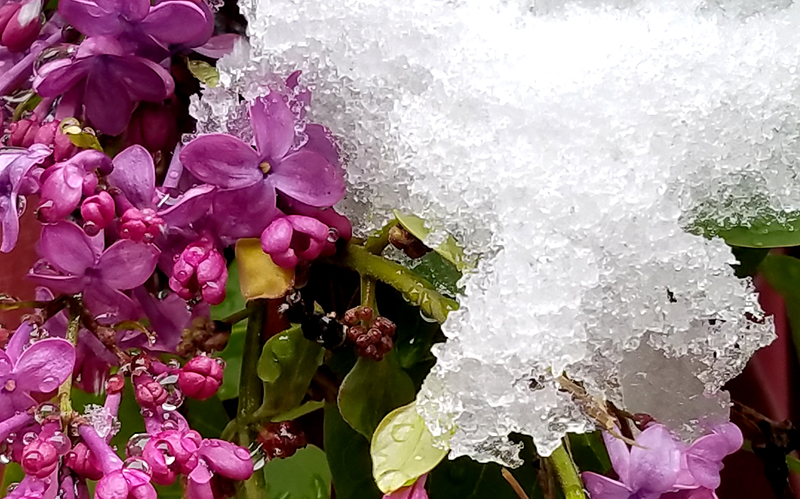 springlilac-20160430_111851-800