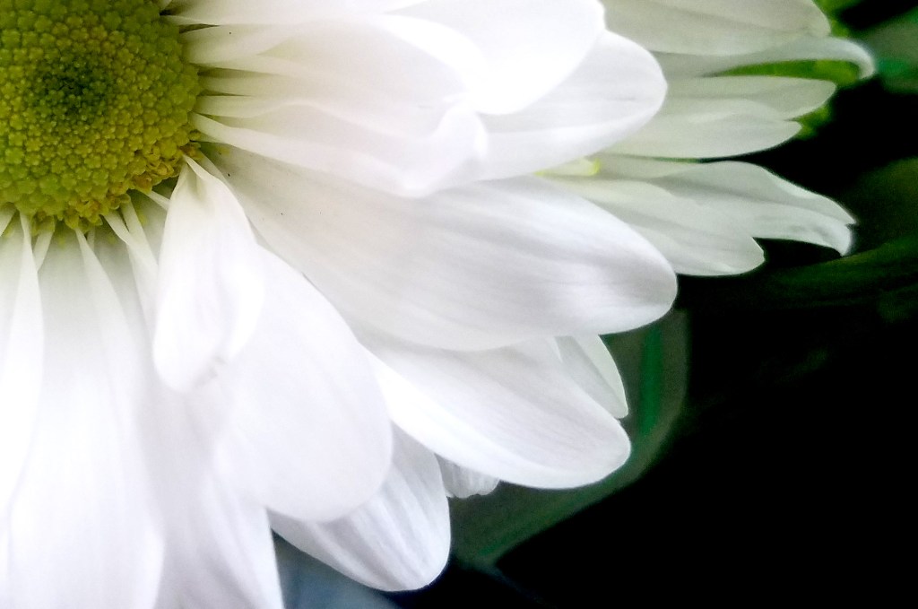 Flower of the Day-January 30,2017-&nbsp;Chrysanthemum