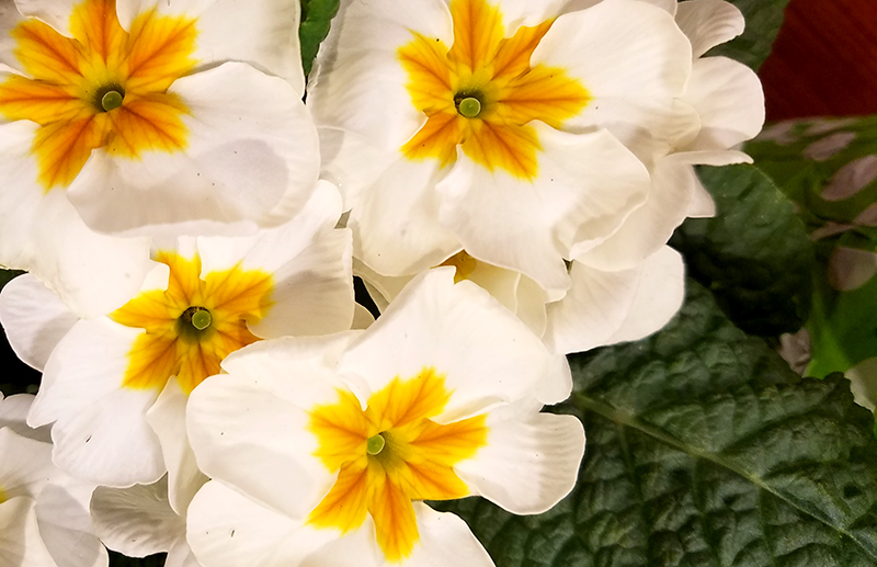 whiteprimrose-20170118_170801-800