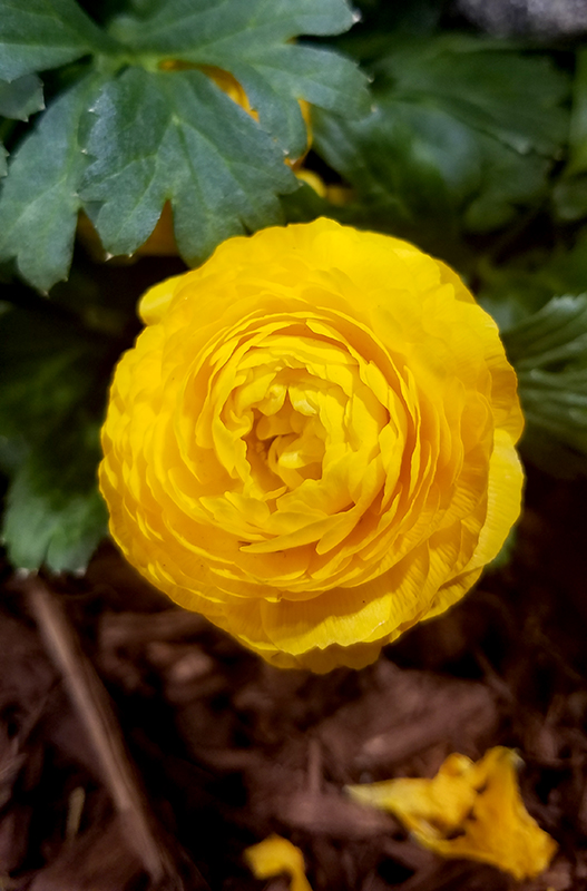 Flower of the Day – February 12, 2017 –Yellow&nbsp;Ranunculus