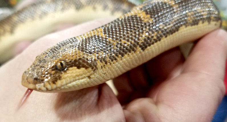 Cee’s Odd Ball Photo&nbsp;Challenge-Snake