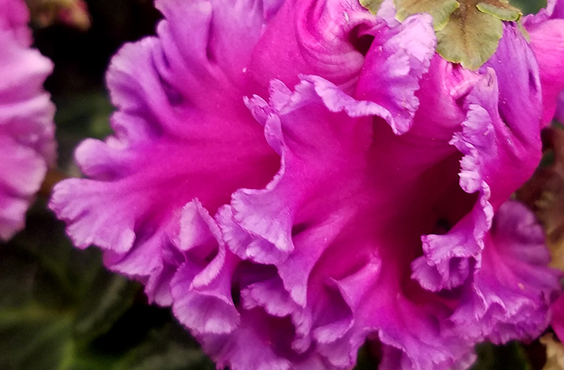 Flower of the Day – February 28, 2017&nbsp;–