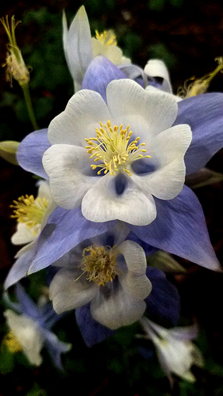 Flower of the Day – February 7, 2017 –Blue and White&nbsp;Columbine