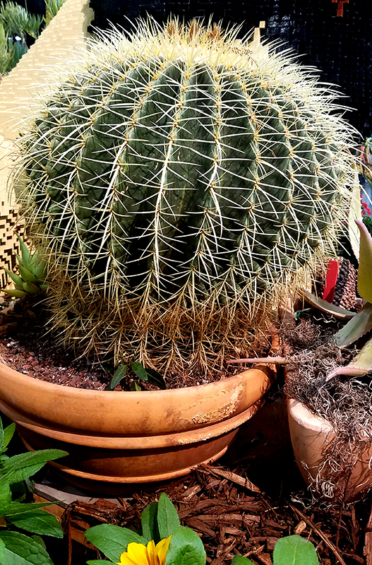 cactus-800-20170205_132355-1