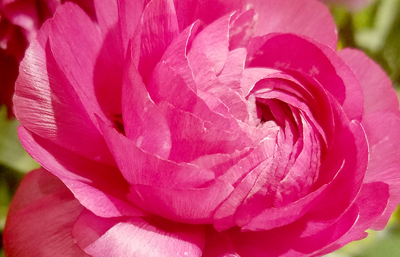 calendula-pink-800-20170205_133238-1