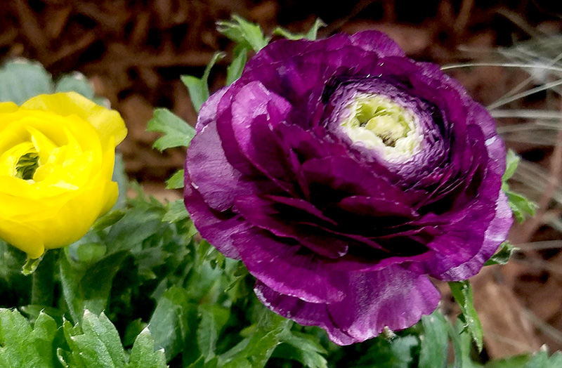Flower of the Day – February 13, 2017 – Purple&nbsp;Ranunculus