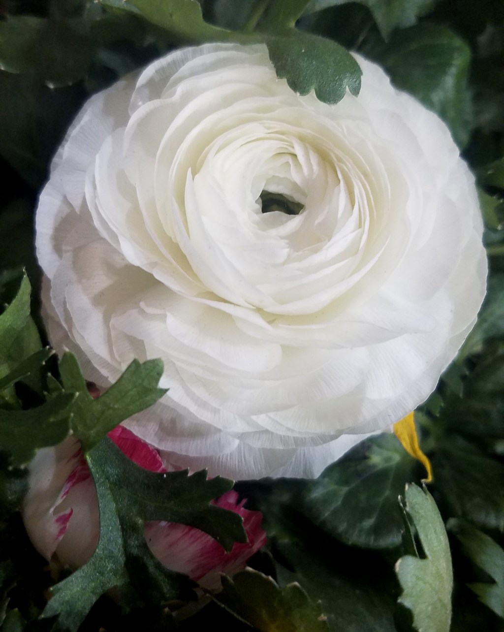 Flower of the Day – February 20, 2017 –&nbsp;Ranunculus