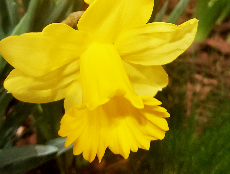 canary-800-20170205_133039