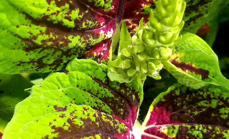 Color Your World – Yellow&nbsp;Green