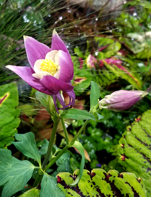 columbine-bud2-800-20170205_133950-1