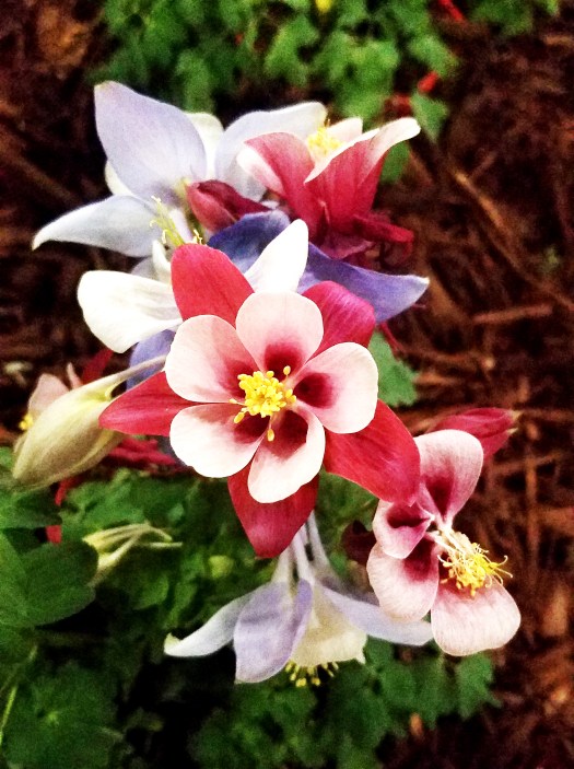 columbine-pink-20170205_143653.jpg