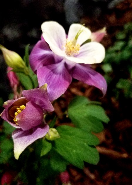 columbine-purple-800-20170205_143858