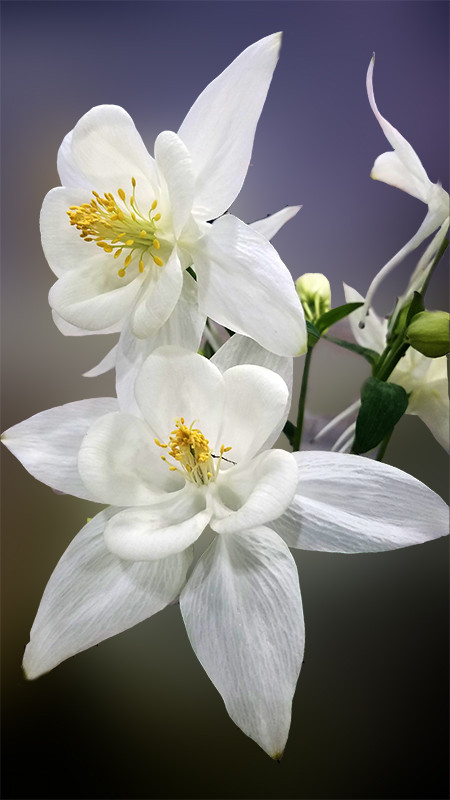 columbine-white-bkg-800-20170205_150331
