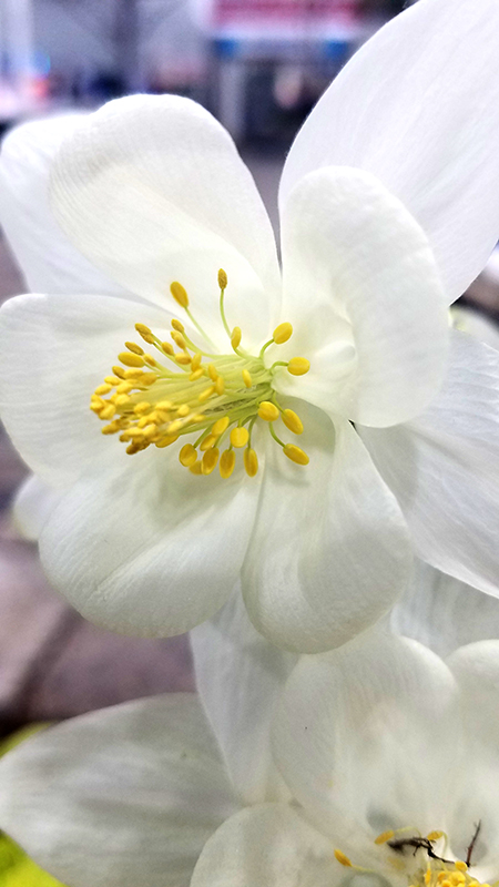 columbine-white-macro-800-20170205_150340