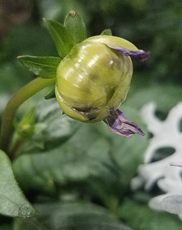 dahlia-bud-20170205_155551