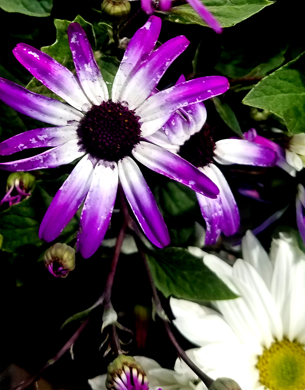 daisy-800-20170205_132827-1