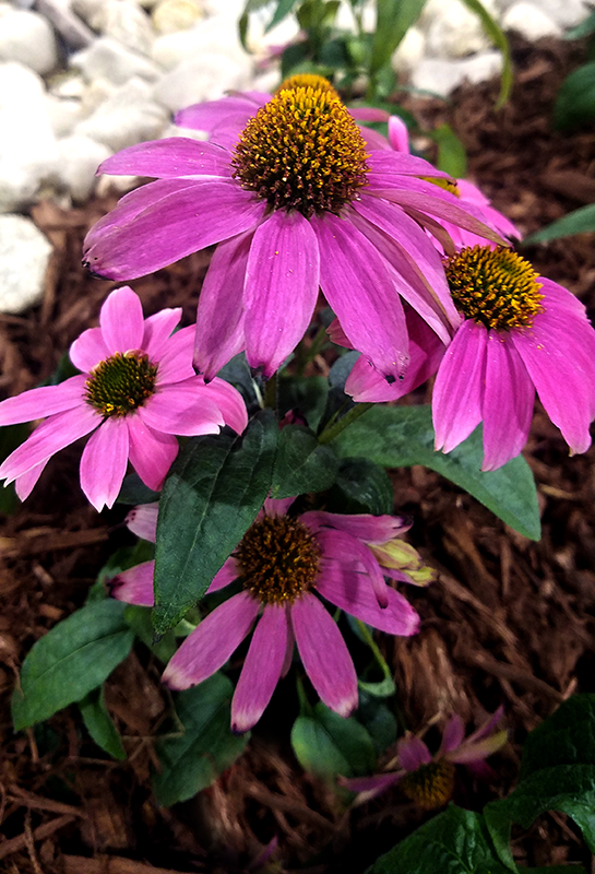 Flower of the Day – February 17, 2017 – Echinacea&nbsp;Flowers