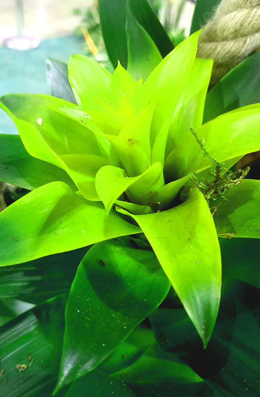 electric-lime-800-20170205_162527-1