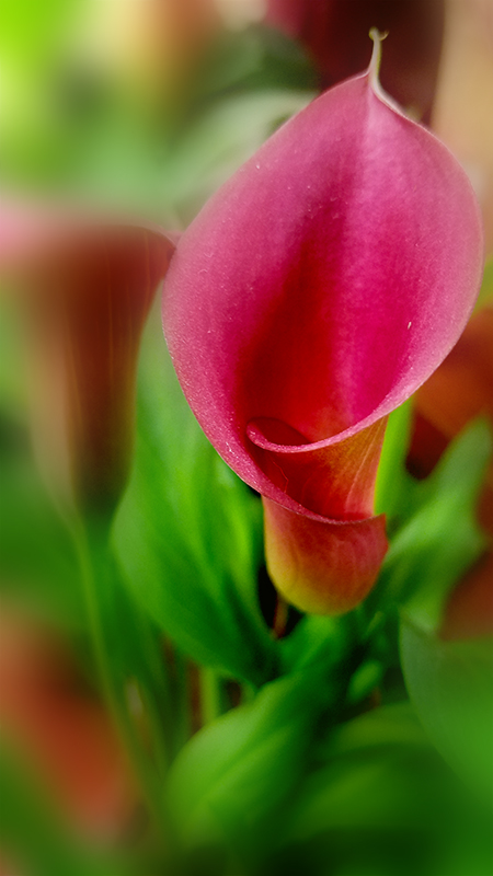 flower-800-20170217_163854