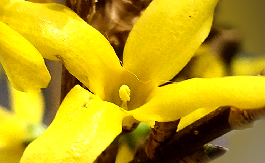 forsythia-20170205_132720