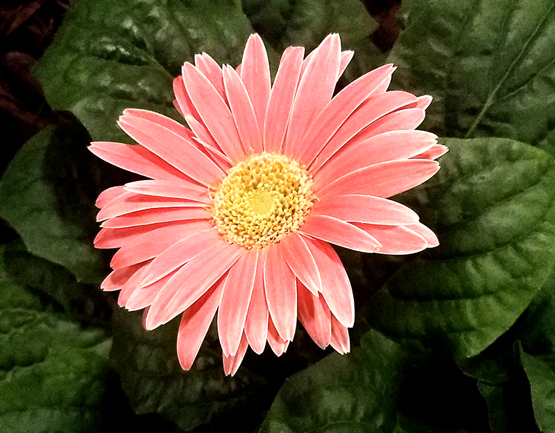 gerbera-daisy-1-20170205_143819-800