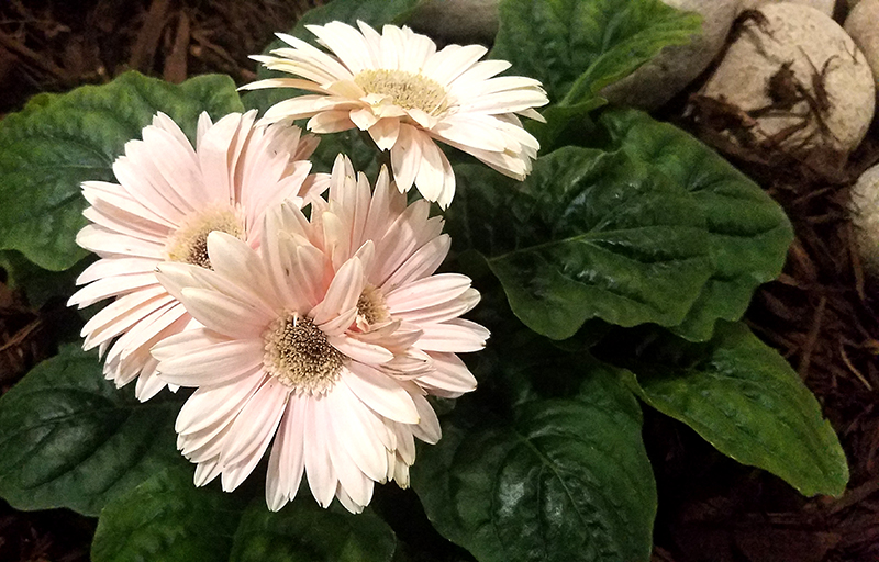 Flower of the Day – February 24, 2017 –Ivory Gerbera&nbsp;Daisy