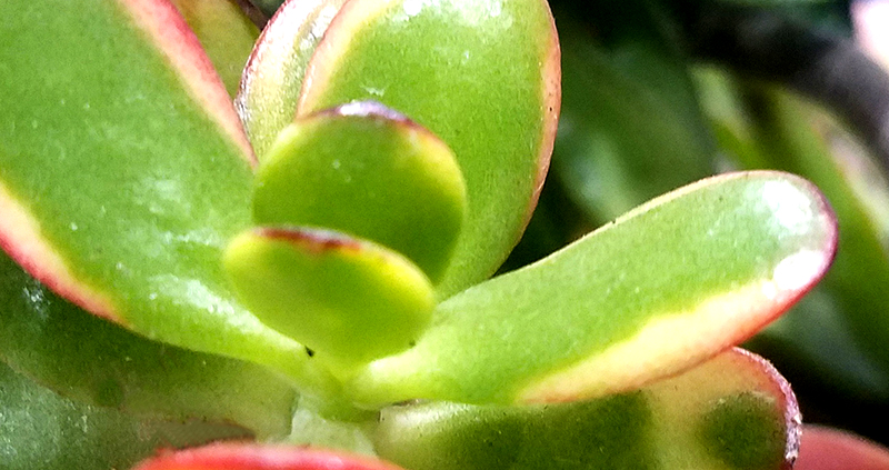 jadeplan-800-20170205_132808