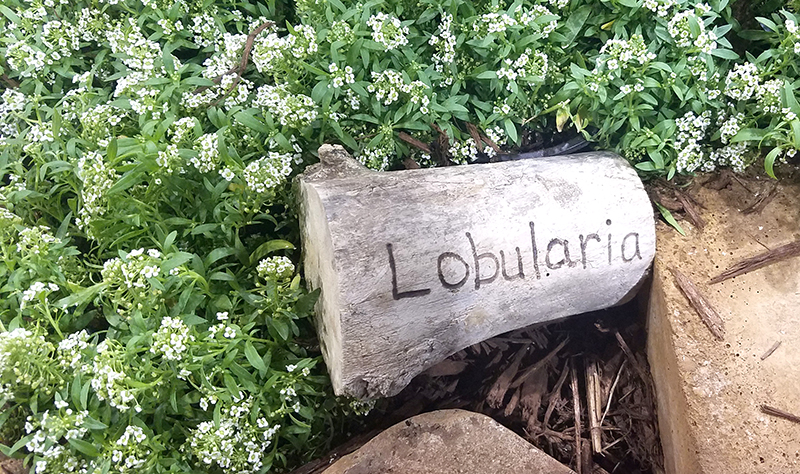 Lobularia