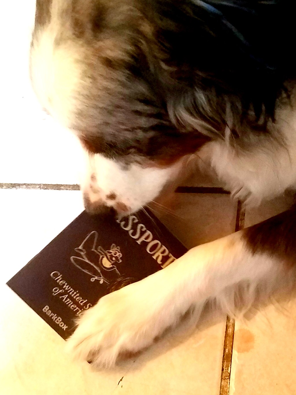 Oberon’s Adventures