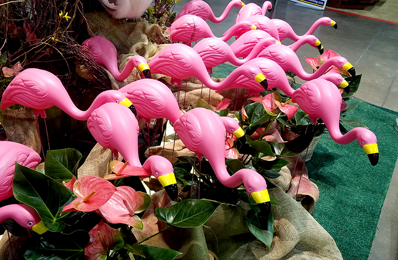 pinkflamingos20170205_142035-800