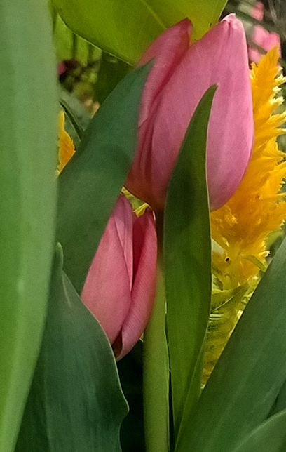 pinktulip-800-20170205_133746-1