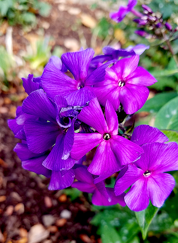 Flower of the Day – February 2,&nbsp;2017