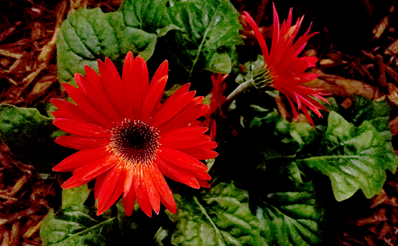 red-gerbera-800-20170205_143827