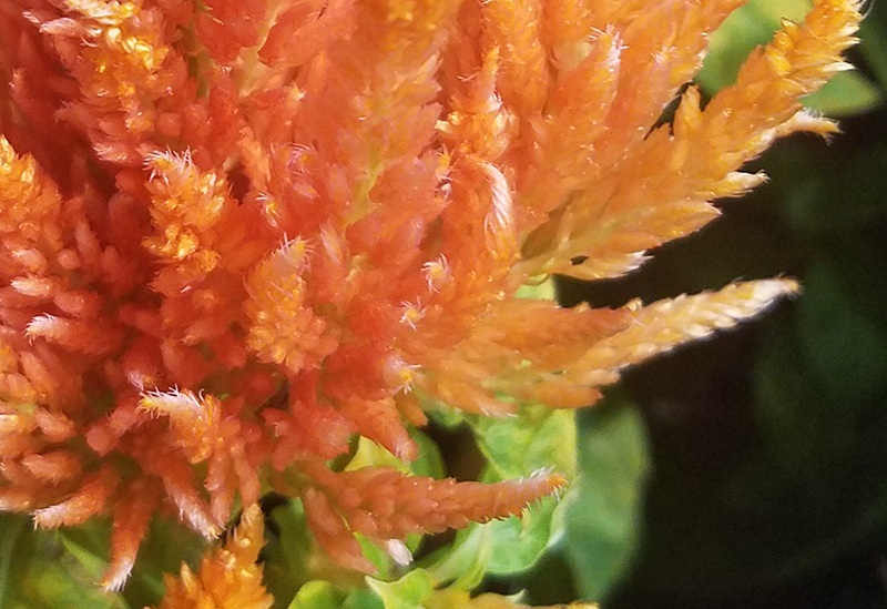 texture-800-20170205_132406