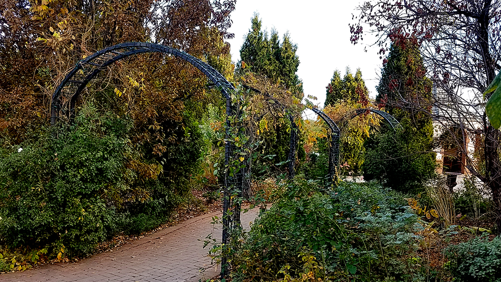 treecovered-path-20161105_093442-800