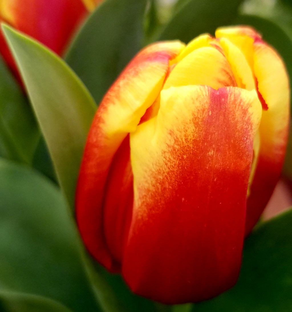 Flower of the Day – March&nbsp;1-Tulip
