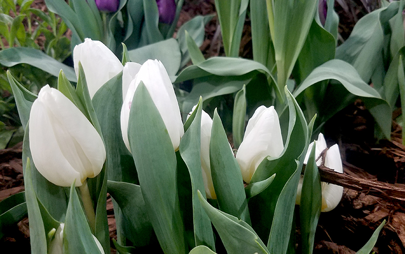 Flower of the Day – February 15, 2017 –&nbsp;Tulips