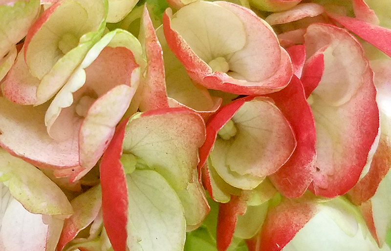 Flower of the Day – February 4, 2017&nbsp;–