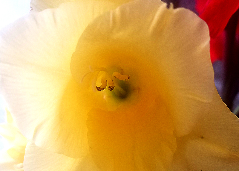 yellow-gladiola-20170201_11523-800