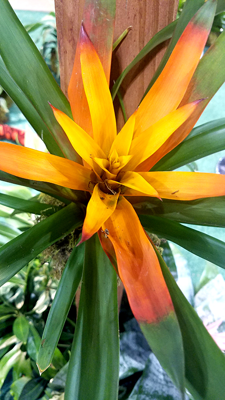 yellow-green-bromeliad-20170205_162451-800