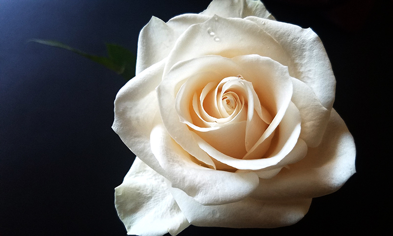 00-800-whiterose-20170304_112259