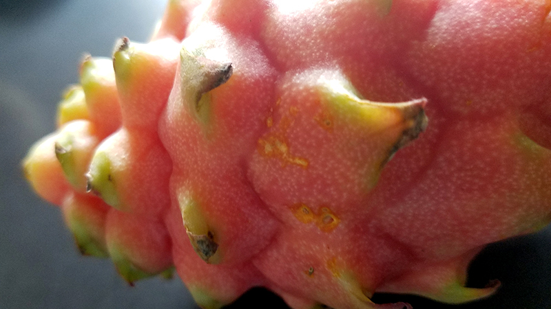 16-ticklemepink-romanaeco-fruit-20170322_162032-800