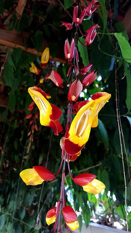 Tuesday Photo Challenge –&nbsp;Bloom