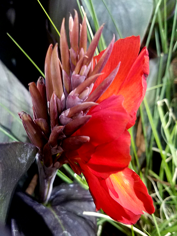 Flower of the Day – March 18,&nbsp;2017