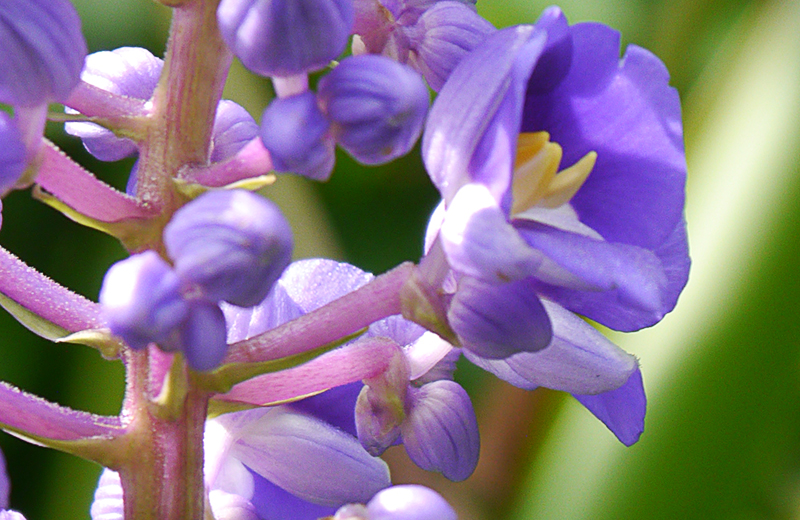 Color Your World – Shocking Pink&nbsp;Stems